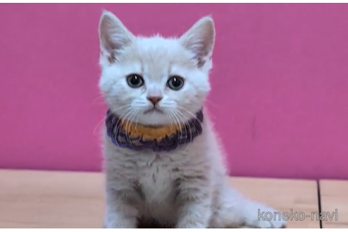 成約済の東京都のマンチカン-100754の5枚目